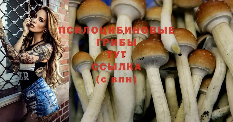 kraken как войти  Губкинский  Галлюциногенные грибы Psilocybine cubensis 